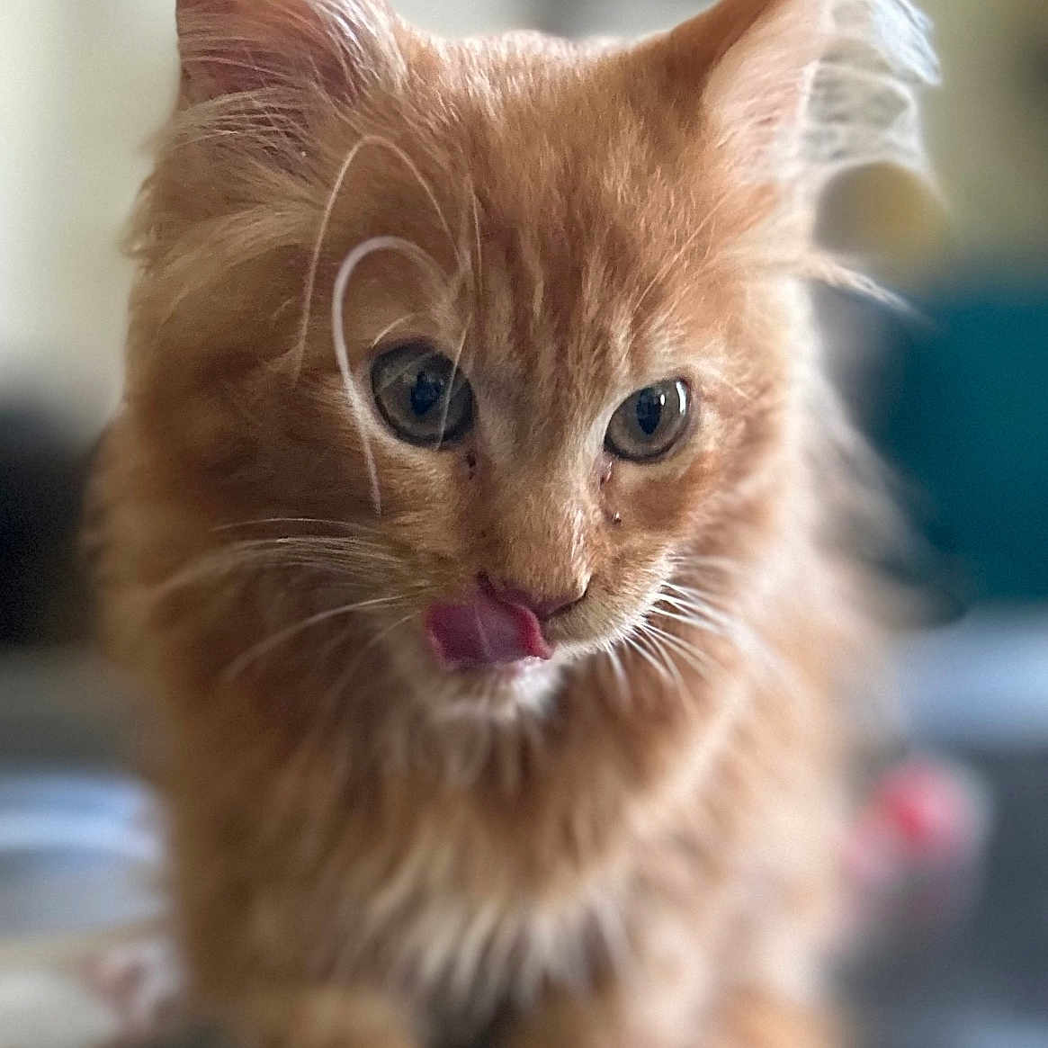 Dexter joined the competition — help win amazing prizes! animal, cat, close_up, cute, domestic_animal, ears, focused, fur, furry, indoor, kitten, licking, orange_cat, pet, playful, portrait, soft_background, table, whiskers, young_cat