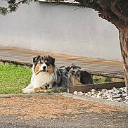 Seven participe au concours pour gagner de l'argent avec cette photo : animal, canine, daytime, dog, domestic_animal, fur, garden, grass, leisure, nature, outdoor, pet, relaxed, rocks, sidewalk, stick, sunlight, tree, wooden_deck, yard