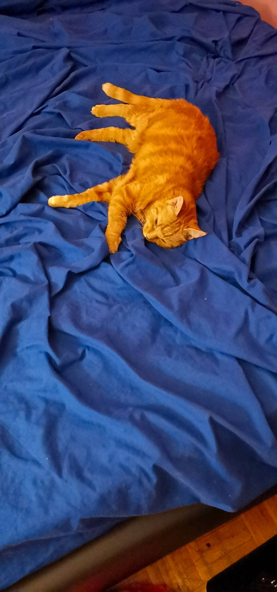 Cannelle a rejoint le concours — aidez-le/la à gagner de superbes lots ! blue, cat, claw, felidae, fur, jacket, small_to_medium_sized_cats, tabby_cat, textile, yellow