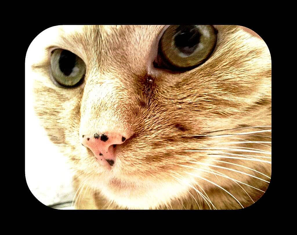 Cannelle a rejoint le concours — aidez-le/la à gagner de superbes lots ! asian, burmilla, carnivore, cat, close_up, european_shorthair, eye, face, felidae, head, iris, nose, ojos_azules, photography, singapura, small_to_medium_sized_cats, snout, square, tonkinese, whiskers