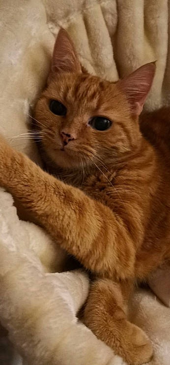 Cannelle participe au concours pour gagner de l'argent avec cette photo : arabian_mau, asian, australian_mist, carnivore, cat, domestic_short_haired_cat, european_shorthair, fawn, felidae, german_rex, kitten, mammal, organism, polydactyl_cat, small_to_medium_sized_cats, snout, somali, tabby_cat, vertebrate, whiskers