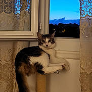 Lina a rejoint le concours — aidez-le/la à gagner de superbes lots ! cat, scratching_post, window, curtains, sky, evening, indoor, animal, pet, feline, fur, tail, paws, looking, resting, domestic, cozy, home, quiet, calm