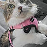 Lina a rejoint le concours — aidez-le/la à gagner de superbes lots ! cat, pet, animal, car_interior, pink_harness, curious, whiskers, fur, seat, window, adventure, domestic_cat, cute, closeup, indoor, alert, travel, companion, young_cat, expressive_eyes