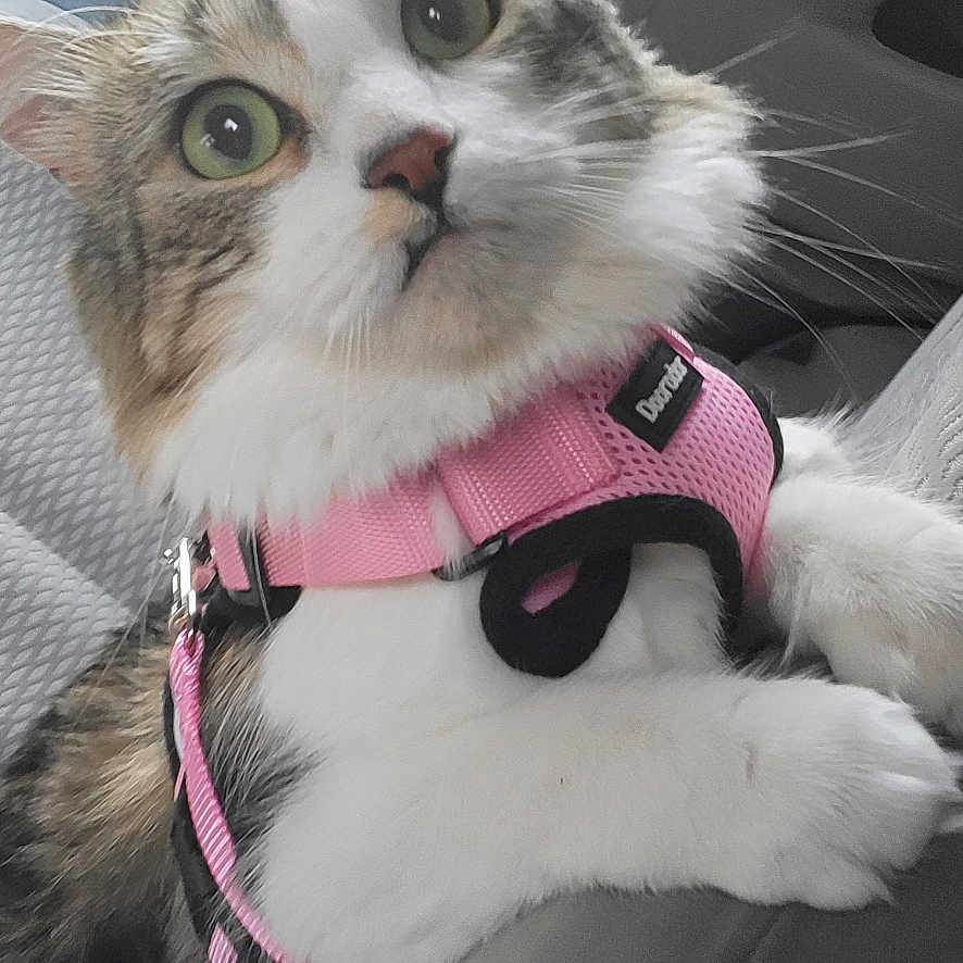 Lina a rejoint le concours — aidez-le/la à gagner de superbes lots ! cat, pet, animal, car_interior, pink_harness, curious, whiskers, fur, seat, window, adventure, domestic_cat, cute, closeup, indoor, alert, travel, companion, young_cat, expressive_eyes