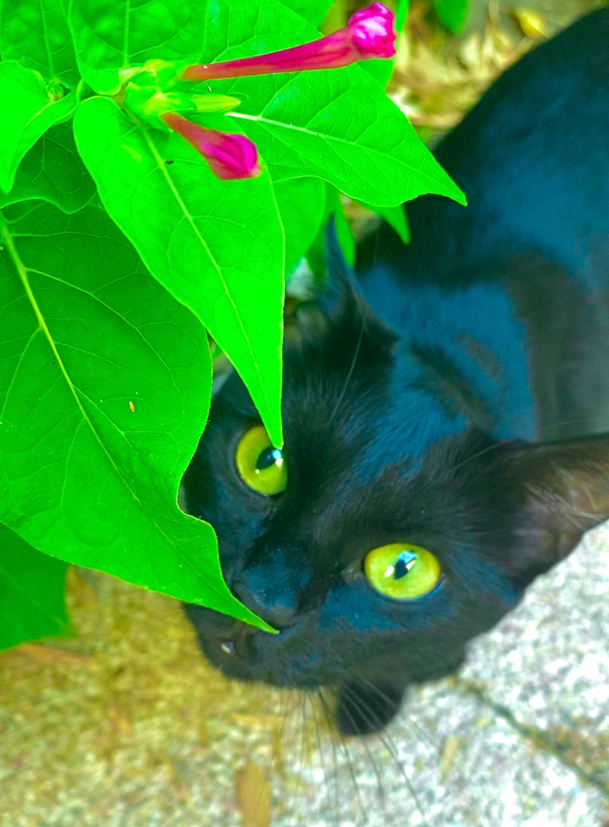 Baguerra participe au concours pour gagner de l'argent avec cette photo : black_cat, carnivore, cat, eye, felidae, green, leaf, organism, plant, small_to_medium_sized_cats, whiskers