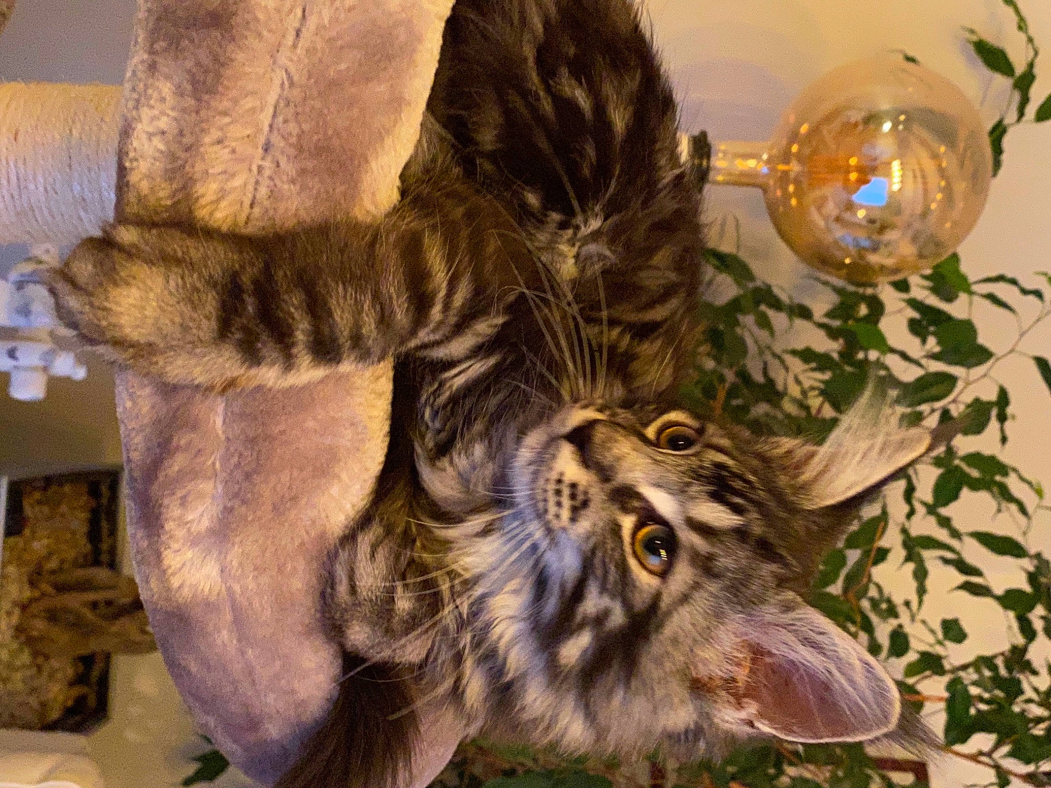 Roméo participe au concours pour gagner de l'argent avec cette photo : carnivore, cat, christmas, christmas_eve, felidae, fur, interior_design, organism, paw, small_to_medium_sized_cats, snout, tail, terrestrial_animal, vertebrate, whiskers