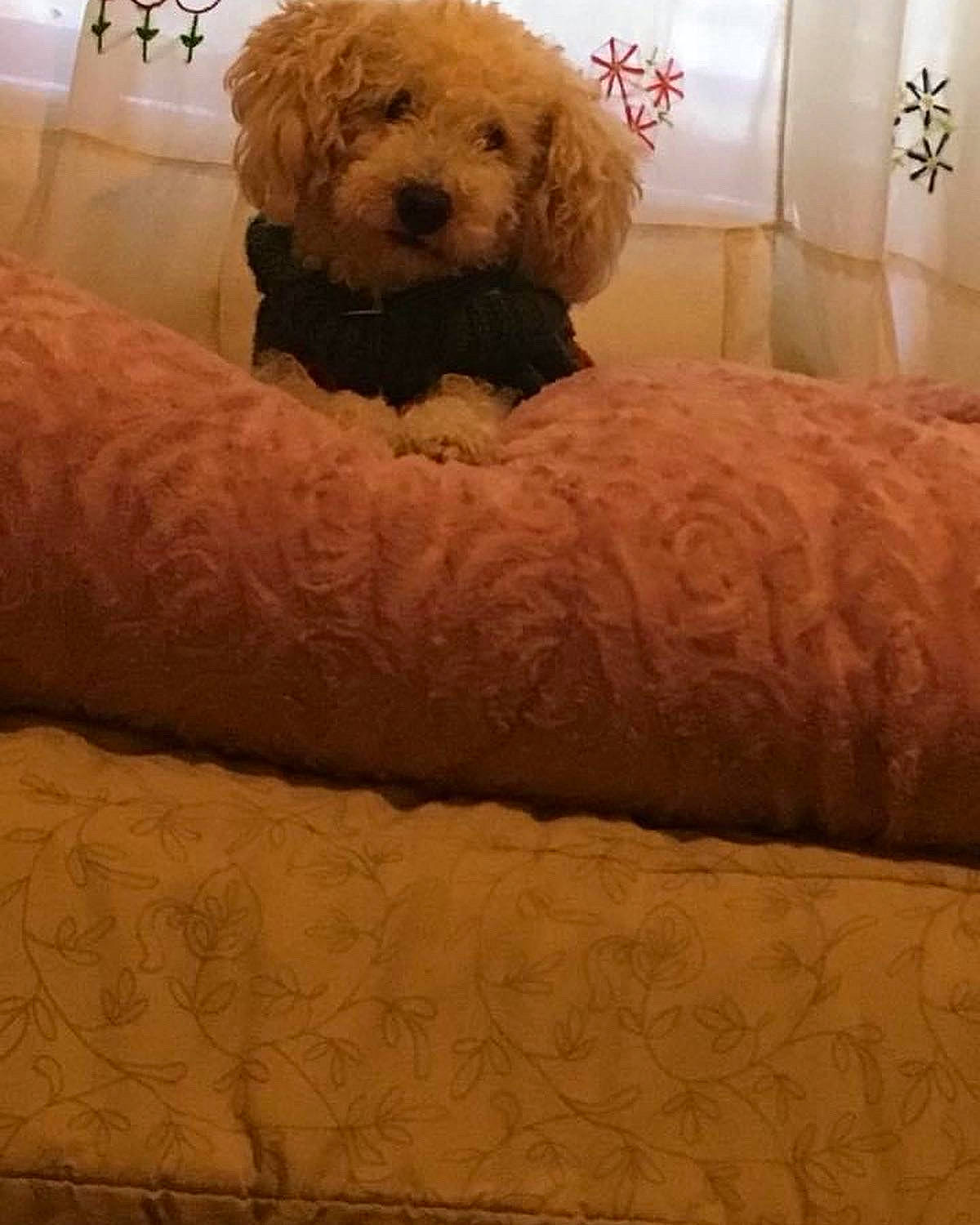 Coco joined the competition — help win amazing prizes! bed, brown, carnivore, comfort, companion_dog, couch, dog, dog_breed, fawn, flooring, fur, linens, room, studio_couch, stuffed_toy, teddy_bear, textile, tints_and_shades, toy, wood