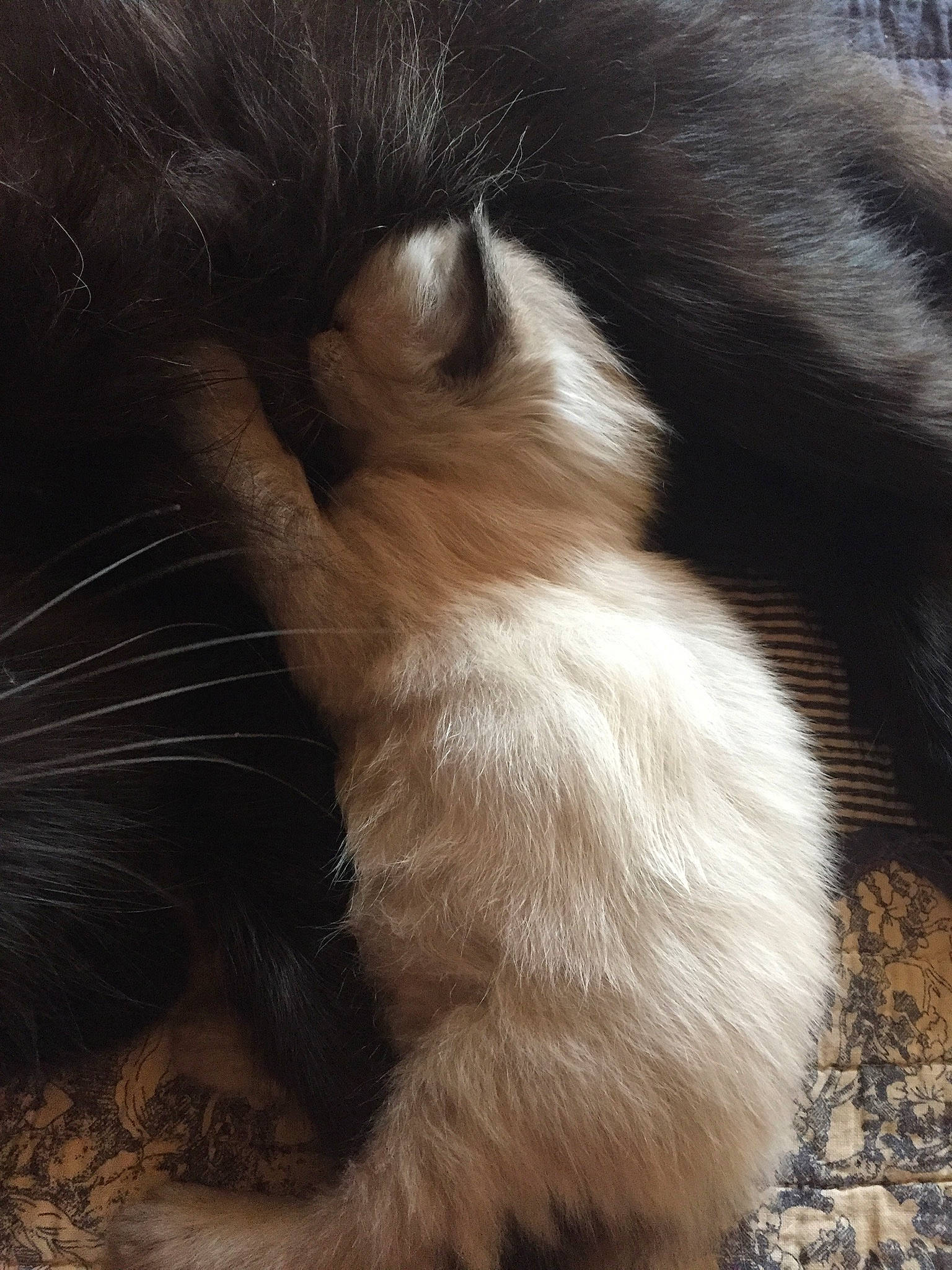 Pancake participe au concours pour gagner de l'argent avec cette photo : carnivore, cat, claw, domestic_long_haired_cat, ear, fawn, felidae, fur, kitten, paw, polydactyl_cat, small_to_medium_sized_cats, snout, tail, whiskers