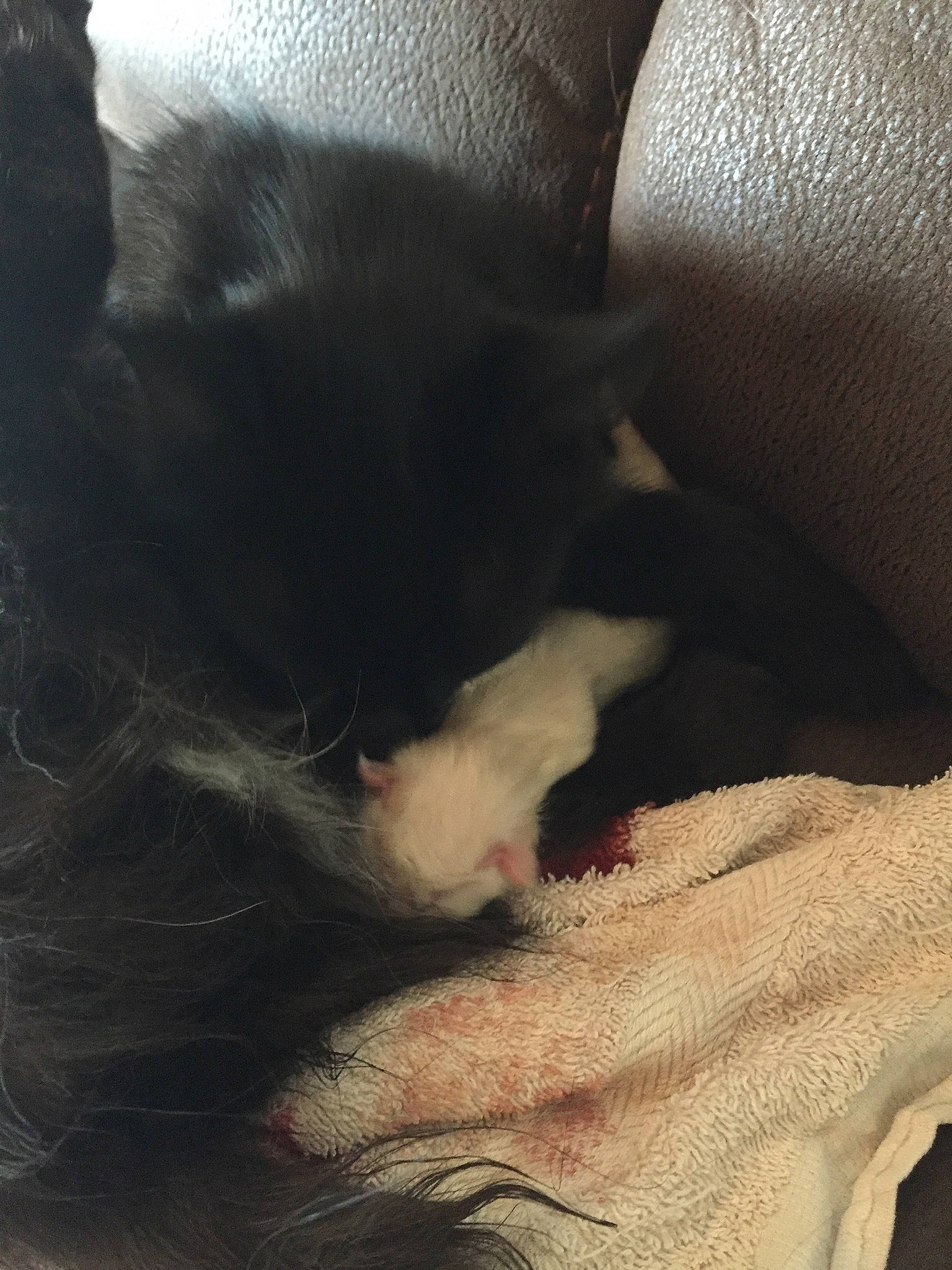 Pancake participe au concours pour gagner de l'argent avec cette photo : black_cat, black_hair, carnivore, cat, cloud, ear, felidae, fur, kitten, nap, nose, polydactyl_cat, skin, sky, sleep, small_to_medium_sized_cats, snout, tail, whiskers