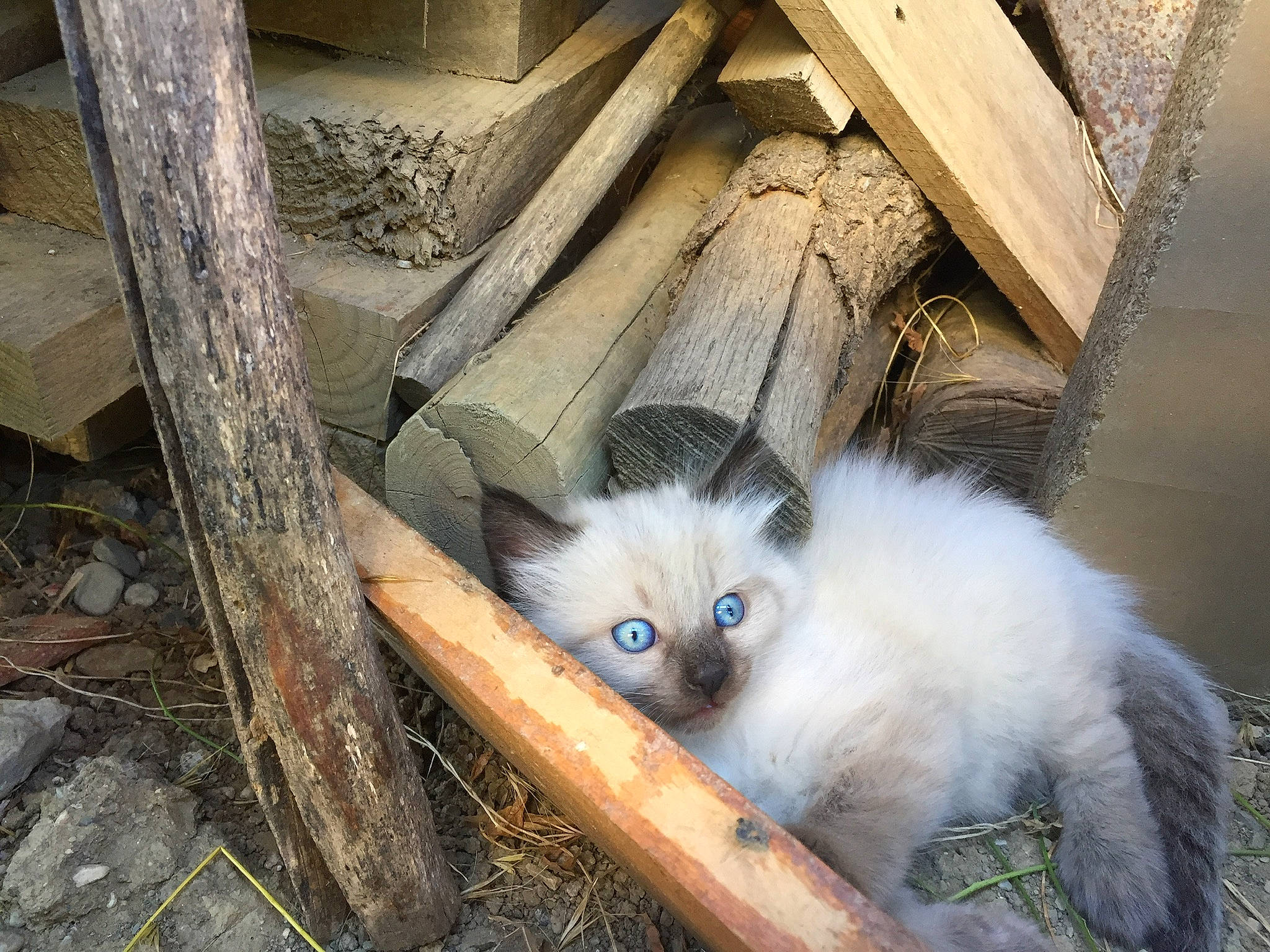 Pancake a rejoint le concours — aidez-le/la à gagner de superbes lots ! balinese, birman, carnivore, cat, eye, fawn, felidae, fur, himalayan, iris, kitten, ojos_azules, ragdoll, siamese, small_to_medium_sized_cats, thai, tonkinese, turkish_angora, whiskers