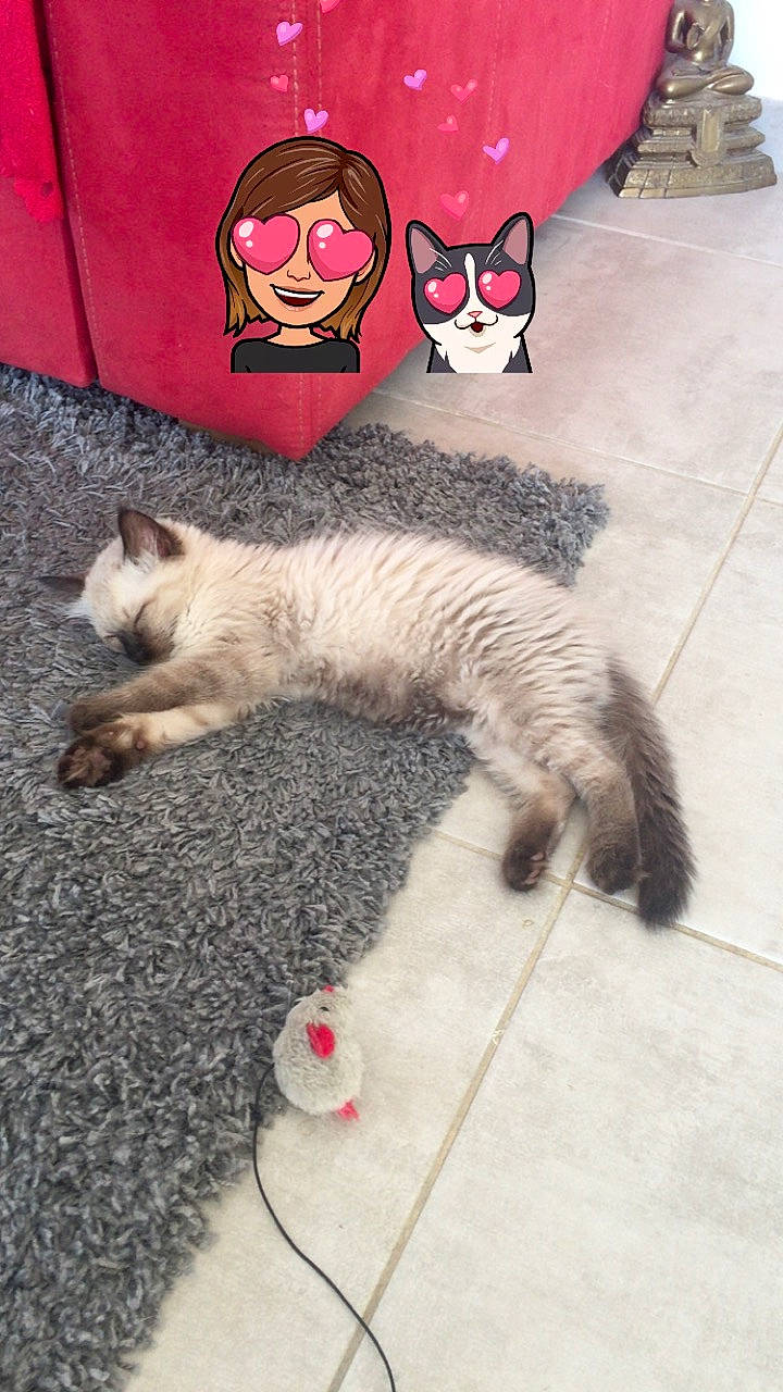 Pancake a rejoint le concours — aidez-le/la à gagner de superbes lots ! asian, carnivore, cat, domestic_short_haired_cat, european_shorthair, felidae, floor, kitten, paw, polydactyl_cat, small_to_medium_sized_cats, tabby_cat, tail, whiskers