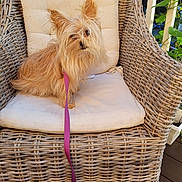 Peanut Butter is registered to the contest to win money with this photo: dog, wicker_chair, leash, cushion, pet, fur, outdoor, plant, wooden_floor, small_dog, seated, fluffy, tan_fur, leash_purple, relaxed, home, daylight, portrait, cute, animal