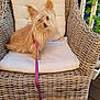 dog, wicker_chair, leash, cushion, pet, fur, outdoor, plant, wooden_floor, small_dog, seated, fluffy, tan_fur, leash_purple, relaxed, home, daylight, portrait, cute, animal