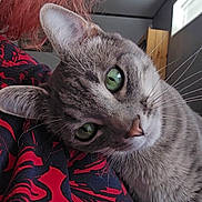 Daisy joined the competition — help win amazing prizes! cat, gray_tabby, green_eyes, close_up, indoor, person, red_shirt, black_pattern, whiskers, curious, pet, feline, cozy, head_tilt, soft_light, window, wooden_furniture, animal, companionship, domestic