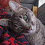 cat, gray_tabby, green_eyes, close_up, indoor, person, red_shirt, black_pattern, whiskers, curious, pet, feline, cozy, head_tilt, soft_light, window, wooden_furniture, animal, companionship, domestic