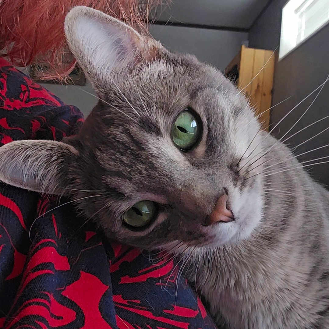 Daisy joined the competition — help win amazing prizes! animal, black_pattern, cat, close_up, companionship, cozy, curious, domestic, feline, gray_tabby, green_eyes, head_tilt, indoor, person, pet, red_shirt, soft_light, whiskers, window, wooden_furniture