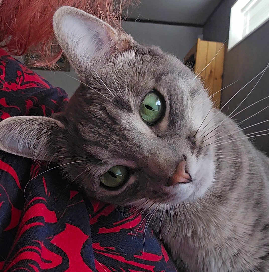 Daisy joined the competition — help win amazing prizes! cat, gray_tabby, green_eyes, close_up, indoor, person, red_shirt, black_pattern, whiskers, curious, pet, feline, cozy, head_tilt, soft_light, window, wooden_furniture, animal, companionship, domestic