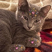 Smokey is registered to the contest to win money with this photo: cat, kitten, gray_cat, fur, whiskers, ears, eyes, paws, lying_down, sleepy, cute, stickers, stars, hearts, colorful, blanket, cozy, indoor, close_up, pet