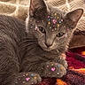 cat, kitten, gray_cat, fur, whiskers, ears, eyes, paws, lying_down, sleepy, cute, stickers, stars, hearts, colorful, blanket, cozy, indoor, close_up, pet