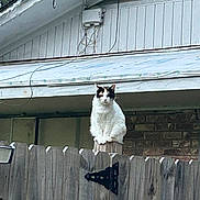 Baby is registered to the contest to win money with this photo: cat, black_and_white, animal, pet, fence, wood, outdoor, house, roof, wall, brick, sitting, perched, portrait, whiskers, ears, fur, watchful, backyard, daylight