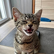 Zébulon participe au concours pour gagner de l'argent avec cette photo : animal, cat, cute, ears, feline, floor, fur, home, indoor, kitten, mouth_open, natural_light, pet, small, stripes, tabby, whiskers, window, wooden_floor, young