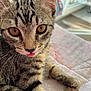 Zébulon a rejoint le concours — aidez-le/la à gagner de superbes lots ! animal, cat, close_up, cute, domestic, eyes, feline, fur, indoor, kitten, paw, pet, quilt, relaxed, soft_light, tabby, tongue_out, whiskers, window, young