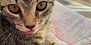 Zébulon a rejoint le concours — aidez-le/la à gagner de superbes lots ! animal, cat, close_up, cute, domestic, eyes, feline, fur, indoor, kitten, paw, pet, quilt, relaxed, soft_light, tabby, tongue_out, whiskers, window, young