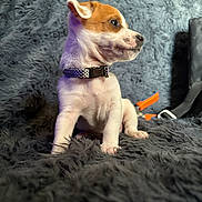 Loki is registered to the contest to win money with this photo: puppy, dog, pet, collar, fluffy_blanket, gray, white, brown, sitting, indoor, cute, young, fur, side_profile, cozy, small, animal, domestic, curious, background