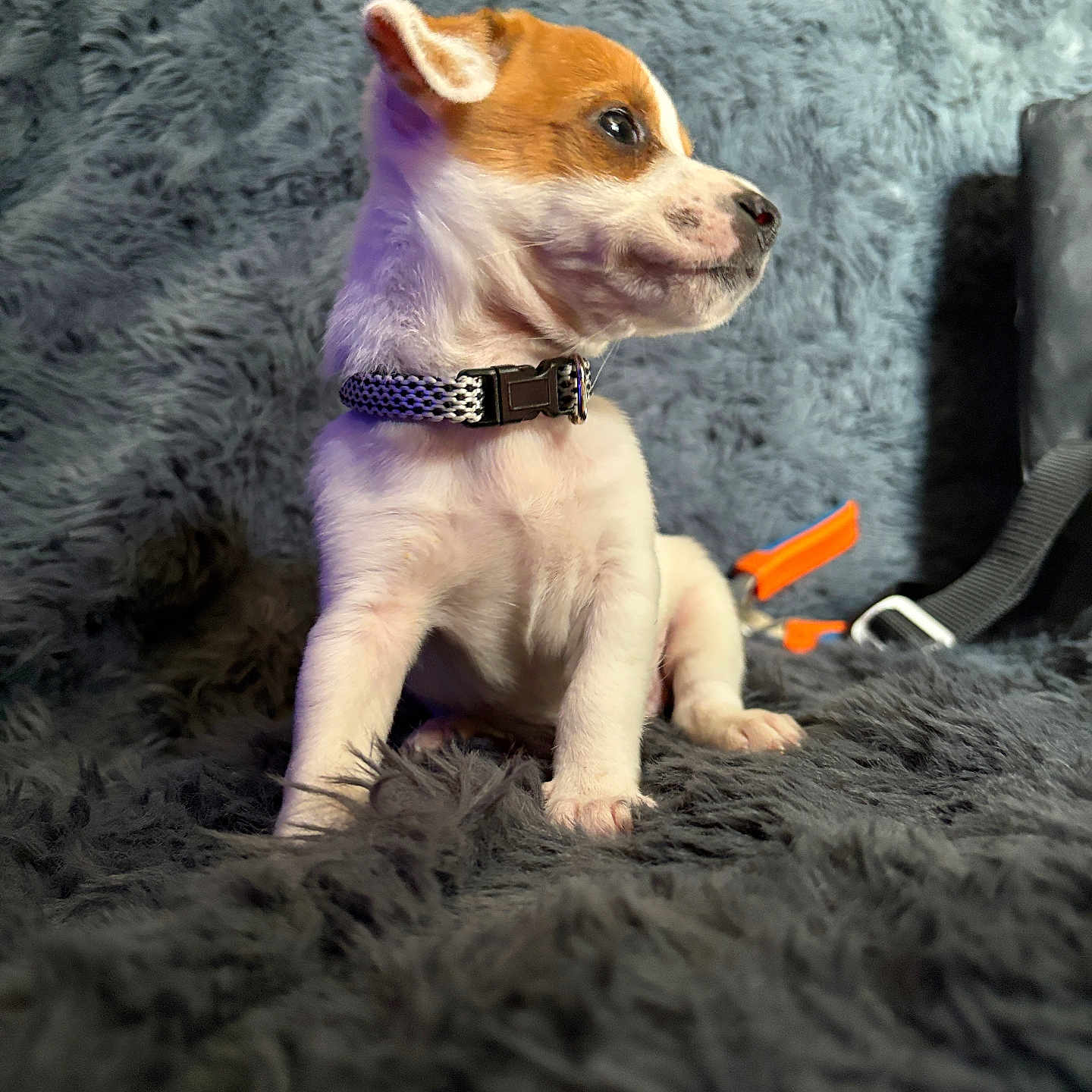 Loki is registered to the contest to win money with this photo: animal, background, brown, collar, cozy, curious, cute, dog, domestic, fluffy_blanket, fur, gray, indoor, pet, puppy, side_profile, sitting, small, white, young