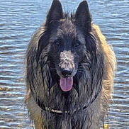 Nell participe au concours pour gagner de l'argent avec cette photo : animal, canine, collar, dog, ears, fur, happy, lake, muzzle, nature, outdoor, pet, playful, reflection, river, standing, summer, tongue_out, water, wet_fur