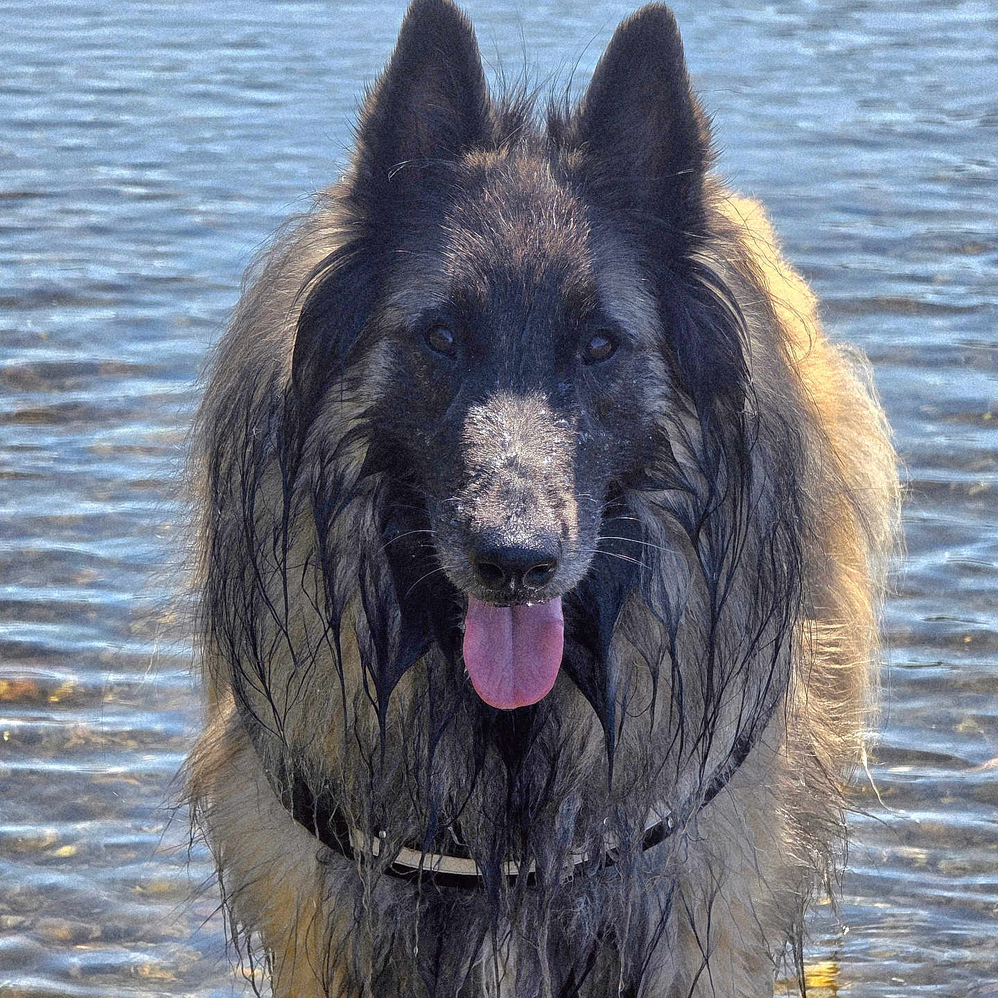 Nell participe au concours pour gagner de l'argent avec cette photo : animal, canine, collar, dog, ears, fur, happy, lake, muzzle, nature, outdoor, pet, playful, reflection, river, standing, summer, tongue_out, water, wet_fur