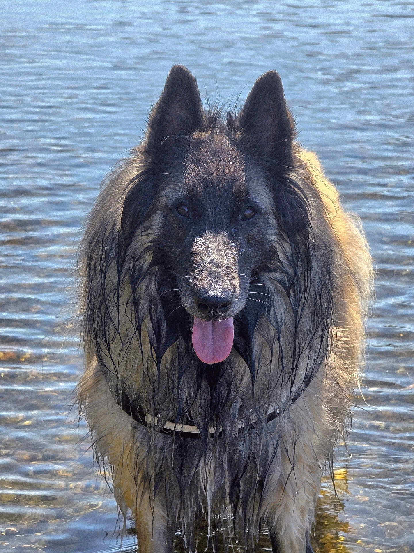 Nell participe au concours pour gagner de l'argent avec cette photo : animal, canine, collar, dog, ears, fur, happy, lake, muzzle, nature, outdoor, pet, playful, reflection, river, standing, summer, tongue_out, water, wet_fur