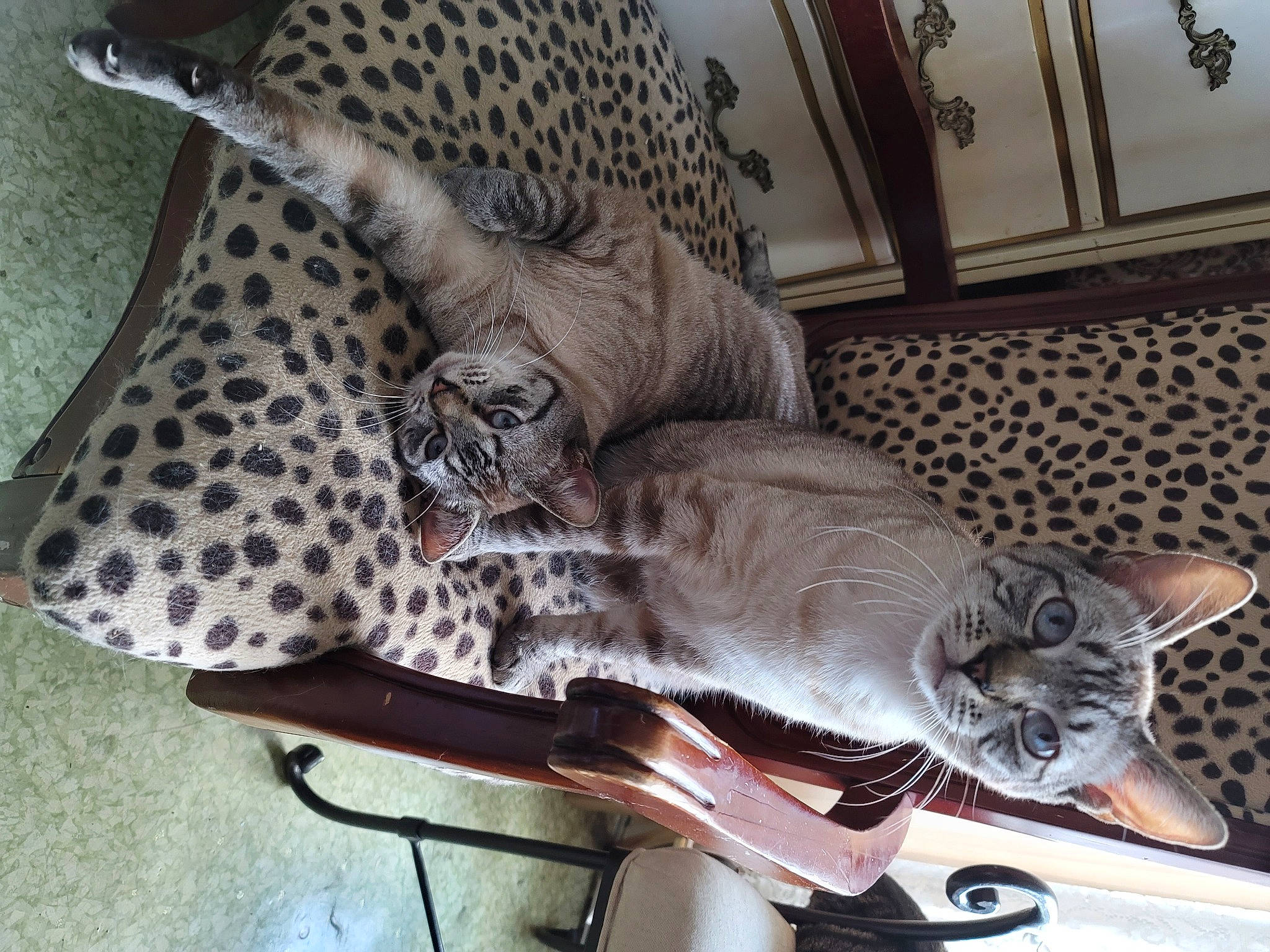 Bueaty And Princess joined the competition — help win amazing prizes! carnivore, cat, comfort, domestic_short_haired_cat, felidae, fur, grey, human_leg, metal, pattern, room, small_to_medium_sized_cats, tail, terrestrial_animal, vehicle, whiskers, wood