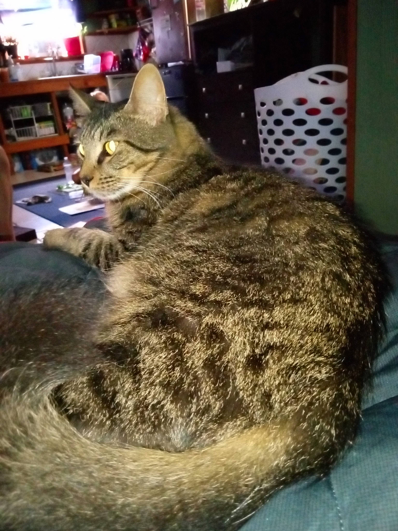 Leo is registered to the contest to win money with this photo: bookcase, carnivore, cat, claw, domestic_short_haired_cat, felidae, fur, metal, paw, shelf, shelving, sitting, small_to_medium_sized_cats, snout, tail, terrestrial_animal, tree, whiskers, wildlife