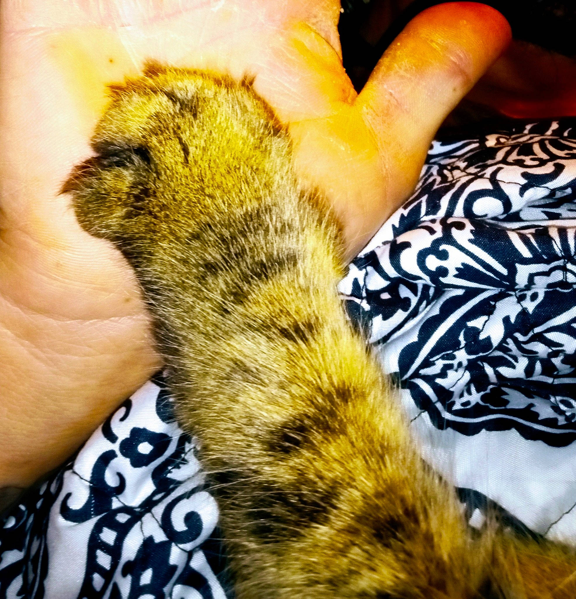 Leo is registered to the contest to win money with this photo: bengal_tiger, big_cats, close_up, fawn, feather, felidae, finger, fur, gesture, hand, nail, pattern, paw, small_to_medium_sized_cats, snout, tail, terrestrial_animal, thumb, whiskers, wildlife