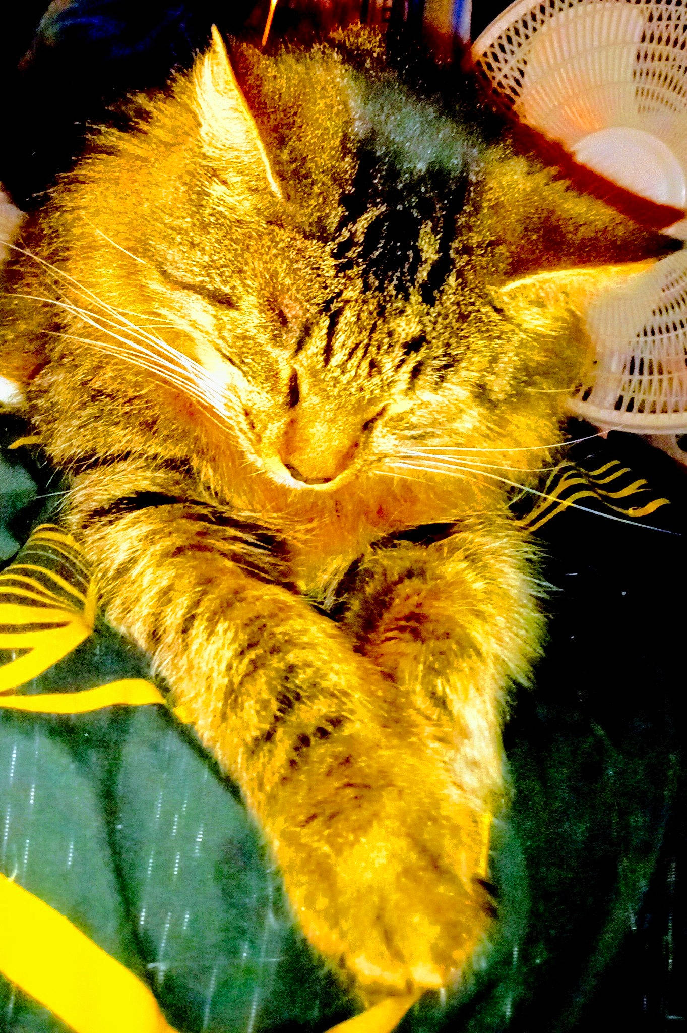 Leo is registered to the contest to win money with this photo: art, black_cat, carnivore, cat, claw, close_up, domestic_short_haired_cat, eye, felidae, fur, grass, organism, plant, small_to_medium_sized_cats, snout, tail, tree, whiskers, window, yellow