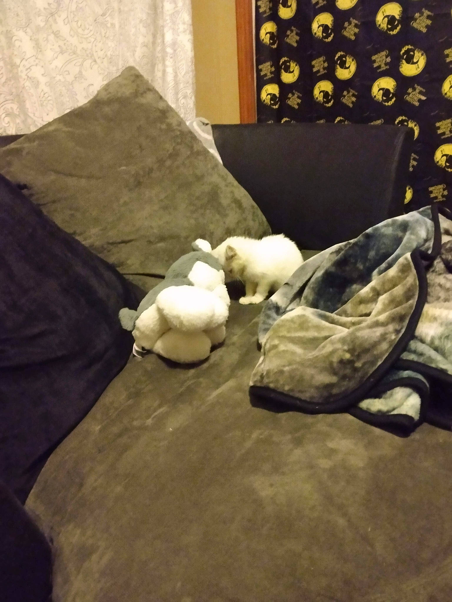 Batty joined the competition — help win amazing prizes! art, bed_sheet, bedding, bedroom, comfort, curtain, darkness, felidae, flooring, fur, grey, hardwood, linens, room, shadow, sitting, small_to_medium_sized_cats, tints_and_shades, visual_arts, wood