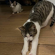 Abysse participe au concours pour gagner de l'argent avec cette photo : cat, indoor, wooden_floor, stretching, cork, curious, pet, animal, tabby, white_fur, playful, two_cats, floor, domestic, cute, feline, paws, kitten, home, relaxed