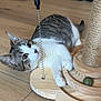 Abysse participe au concours pour gagner de l'argent avec cette photo : cat, tabby, white, floor, wooden_floor, scratching_post, toy, feather, paws, boots, indoor, pet, playful, animal, closeup, curious, feline, domestic, household, resting