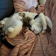 Abysse participe au concours pour gagner de l'argent avec cette photo : animal, blanket, cat, comfort, couch, cozy, feline, fur, indoor, pet, pillow, pink, playful, relaxed, resting, shell_pattern, sleeping, soft_texture, tail, whiskers