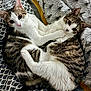 Abysse participe au concours pour gagner de l'argent avec cette photo : cat, tabby_cat, two_cats, pets, animals, cute, feline, bed, blanket, pattern, striped, white_fur, tabby_pattern, cozy, cuddle, sleeping_area, indoor, resting, closeup, fur