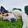 Lucy joined the competition — help win amazing prizes! dog, grass, outdoor, animal, resting, lying_down, house, solar_panels, person, nature, tree, cloudy_sky, close_up, pet, mammal, relaxation, greenery, daylight, fur, ear