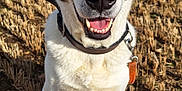Lucy is registered to the contest to win money with this photo: dog, smiling, outdoor, field, wheat_stubble, collar, leash, happy, pet, canine, nature, sunlight, grass, blue_sky, ears, fur, animal, portrait, closeup, daytime