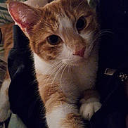 Ollie is registered to the contest to win money with this photo: cat, orange_cat, white_cat, pet, whiskers, paw, closeup, indoor, blanket, fur, curious, cute, animal, cozy, soft_lighting, bed, resting, feline, domestic_cat, relaxed