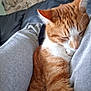 cat, orange_cat, white_fur, sleeping, cozy, cushion, blanket, stone_wall, indoor, pet, fur, resting, feline, closeup, comfort, relaxation, cute, animal, domestic, nap