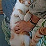 cat, orange_and_white_cat, pet, sleeping, relaxed, lying_down, person_arm, bracelet, chain_bracelet, blanket, bed, bedding, indoor, cozy, fur, tail, paw, domestic_animal, resting, comfort
