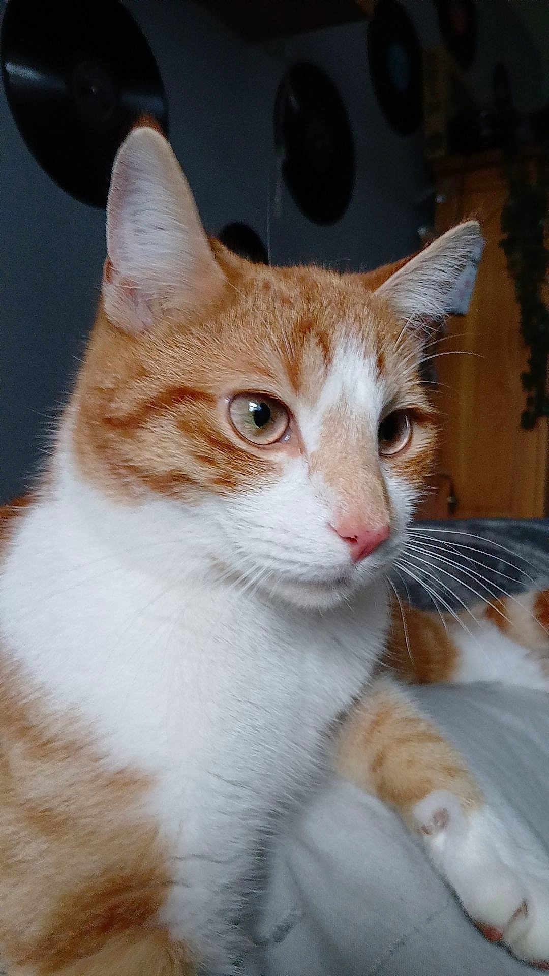 Ollie
