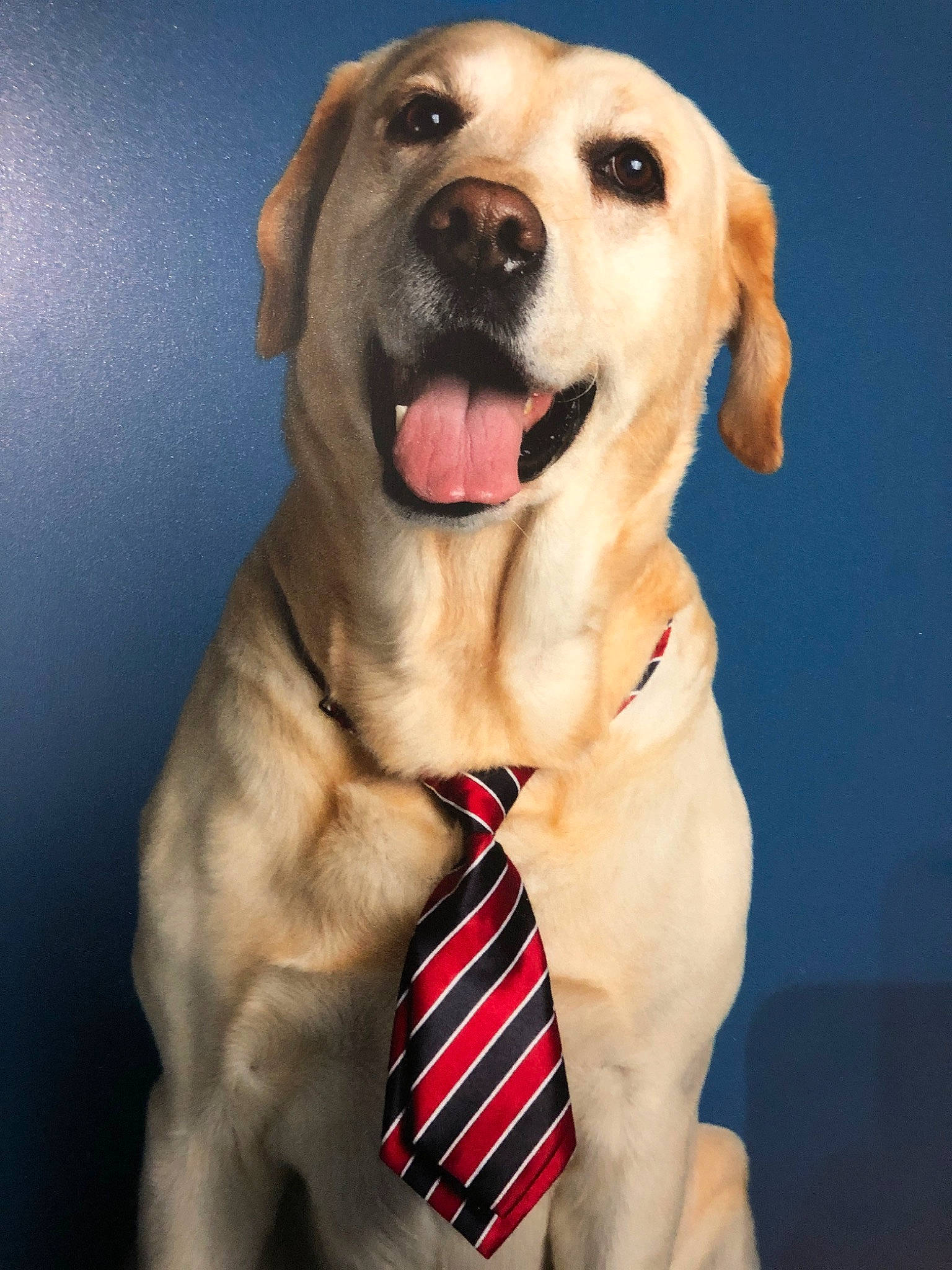 Fly participe au concours pour gagner de l'argent avec cette photo : ancient_dog_breeds, beagador, broholmer, canidae, carnivore, companion_dog, dog, dog_breed, dog_collar, fawn, golden_retriever, labrador_retriever, mammal, puppy, retriever, snout, sporting_group, vertebrate