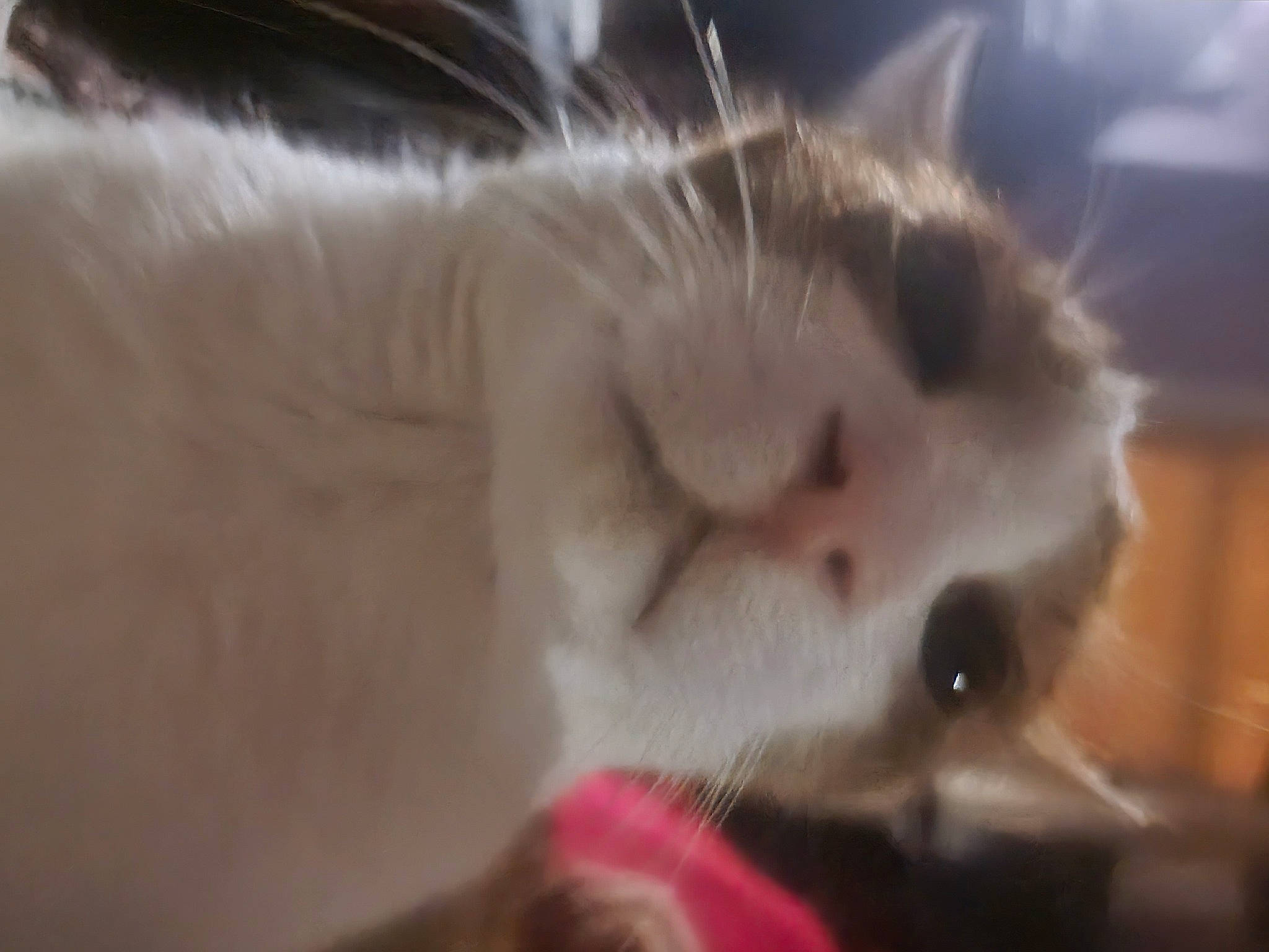 Yanni joined the competition — help win amazing prizes! balinese, canidae, carnivore, cat, cat_supply, claw, comfort, domestic_short_haired_cat, eye, fang, fawn, felidae, fur, nap, paw, small_to_medium_sized_cats, snout, tail, thai, whiskers