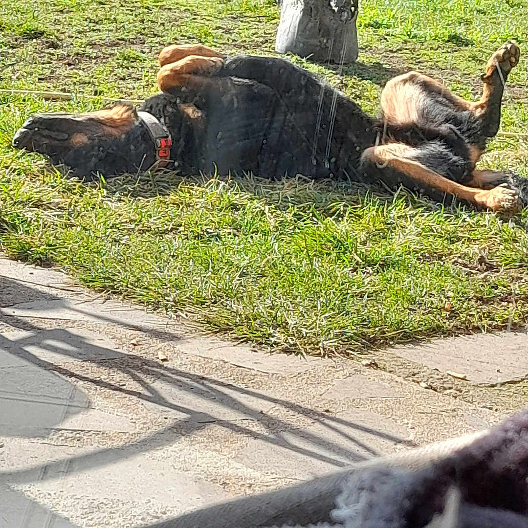 Spike a rejoint le concours — aidez-le/la à gagner de superbes lots ! animal, bull, canine, cattle, cow, dog, grass, horse, livestock, moose, nature, outdoors, park, pet, plant, tree, treestump, vegetation, yard, zoo